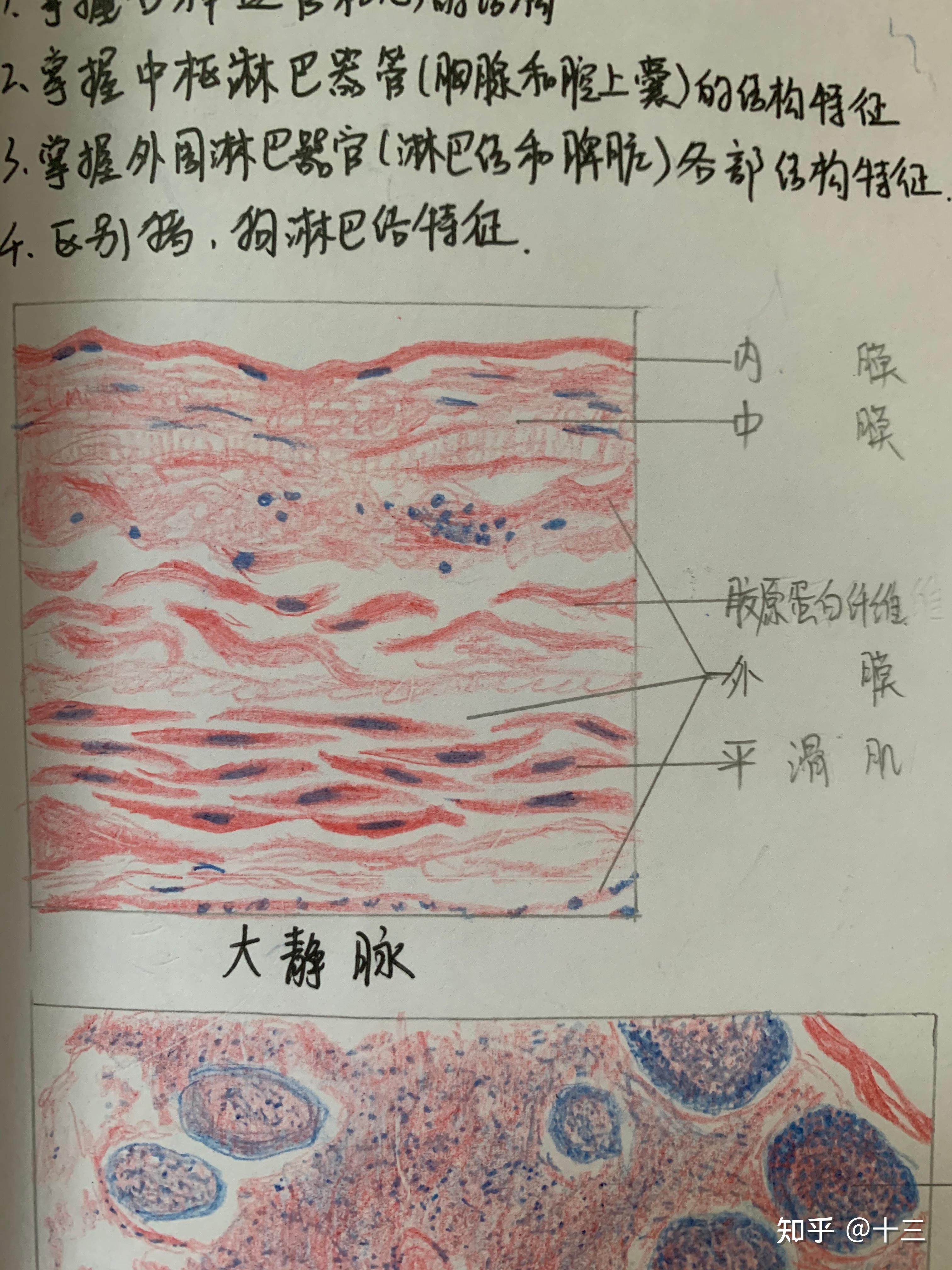 疏松结缔组织绘画图图片