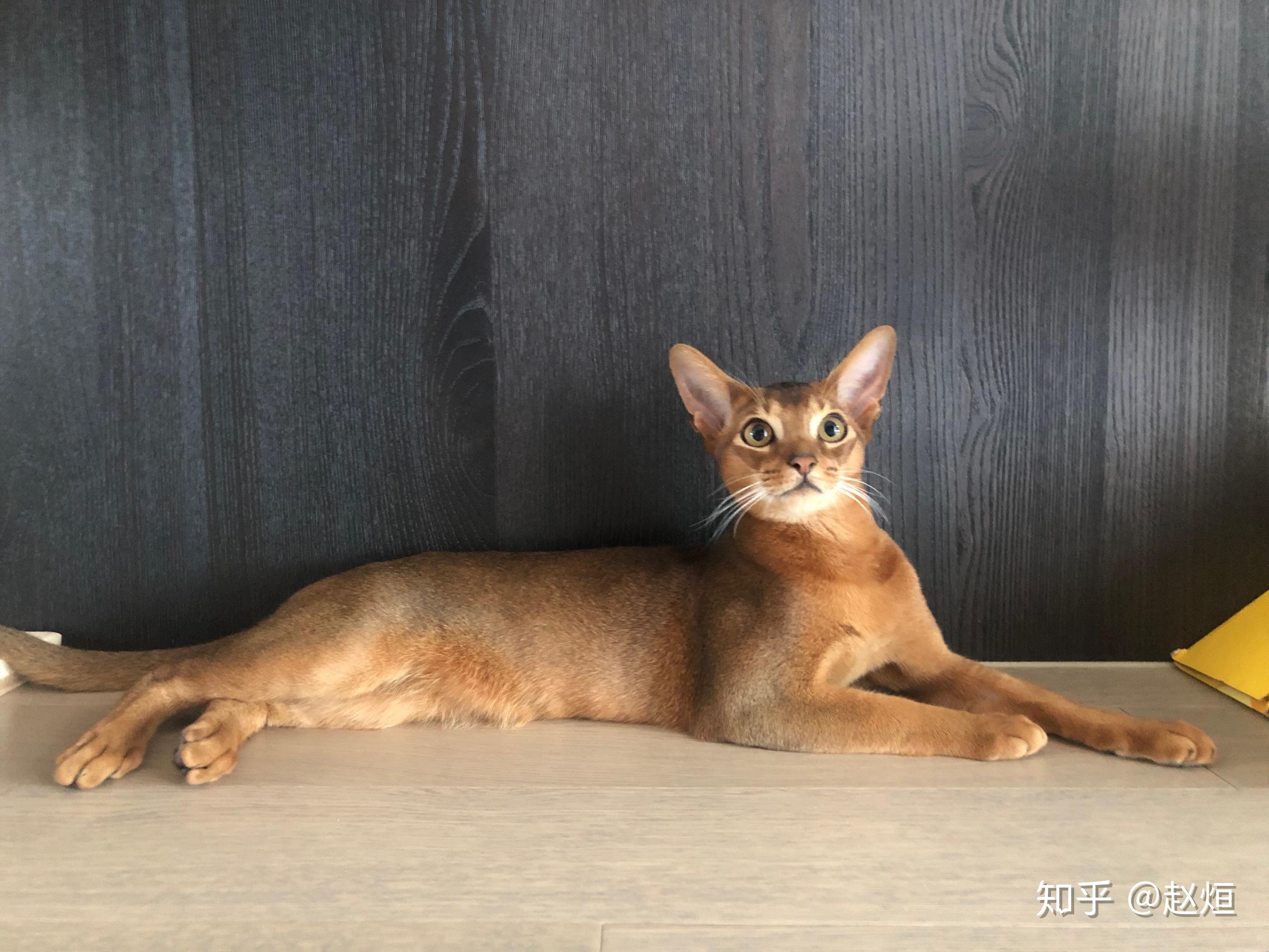 养阿比西尼亚猫(abyssinian)是种什么样的体验?这个品种有什么特点?
