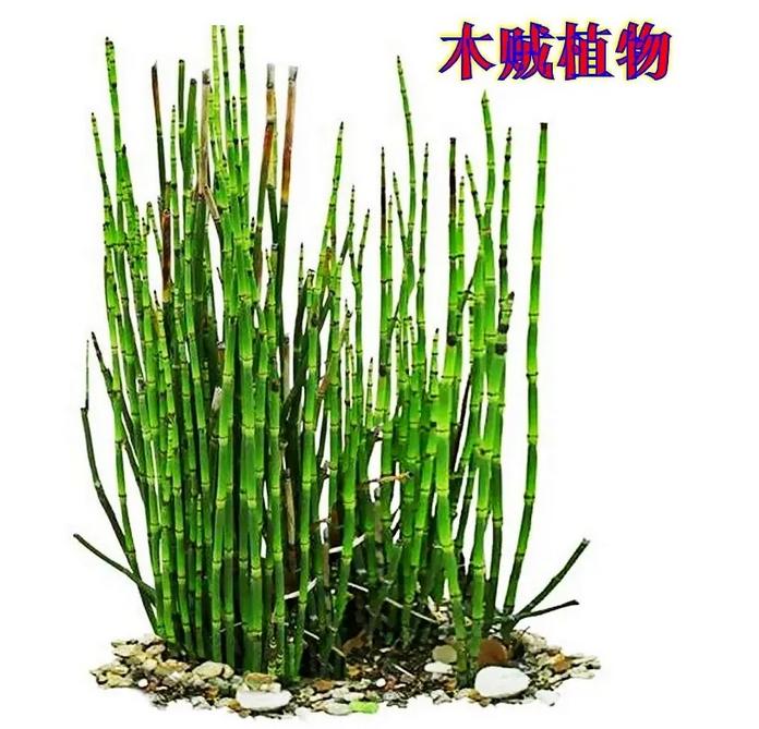 第四章 生物登陆 - 知乎