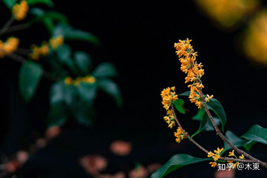 自然小札·木樨 | 最是撩人桂花香 - 知乎