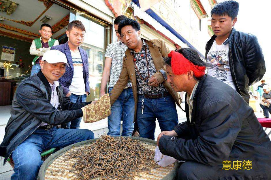 2020年拉萨虫草批发市场冬虫夏草行情稳中略涨,青海西宁虫草供应价格