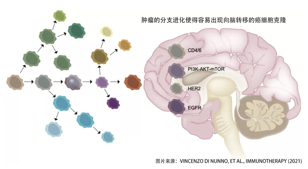 实体肿瘤脑转后 神药pd 1到底入不入脑 知乎 实体肿瘤脑转后 神药pd 1到底入不入脑 知乎