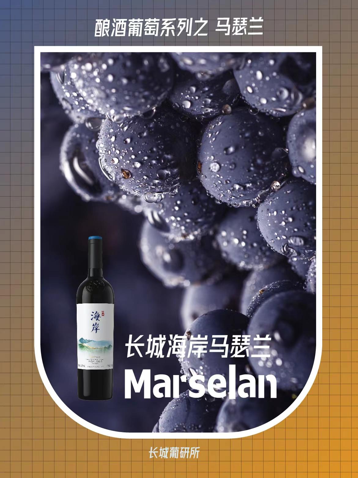葡萄酒口袋知识|酿酒葡萄-马瑟兰 - 知乎