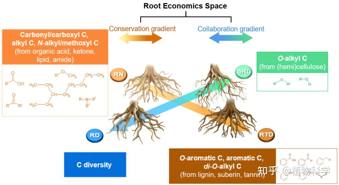 Nature Plants 南方科技大学环境科学与工程学院王俊坚研究员课题组与河南农业大学林学院孔德良教授课题组合作报道细根经济空间形成的 