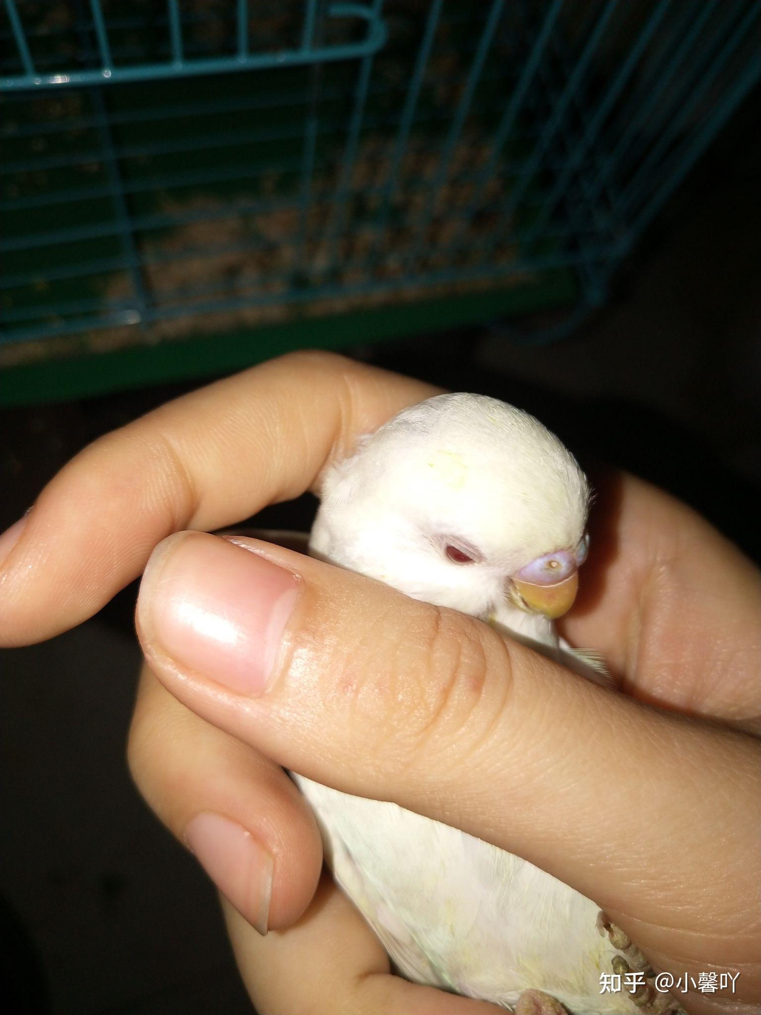 白化红眼虎皮鹦鹉怎么判断公母? - 知乎