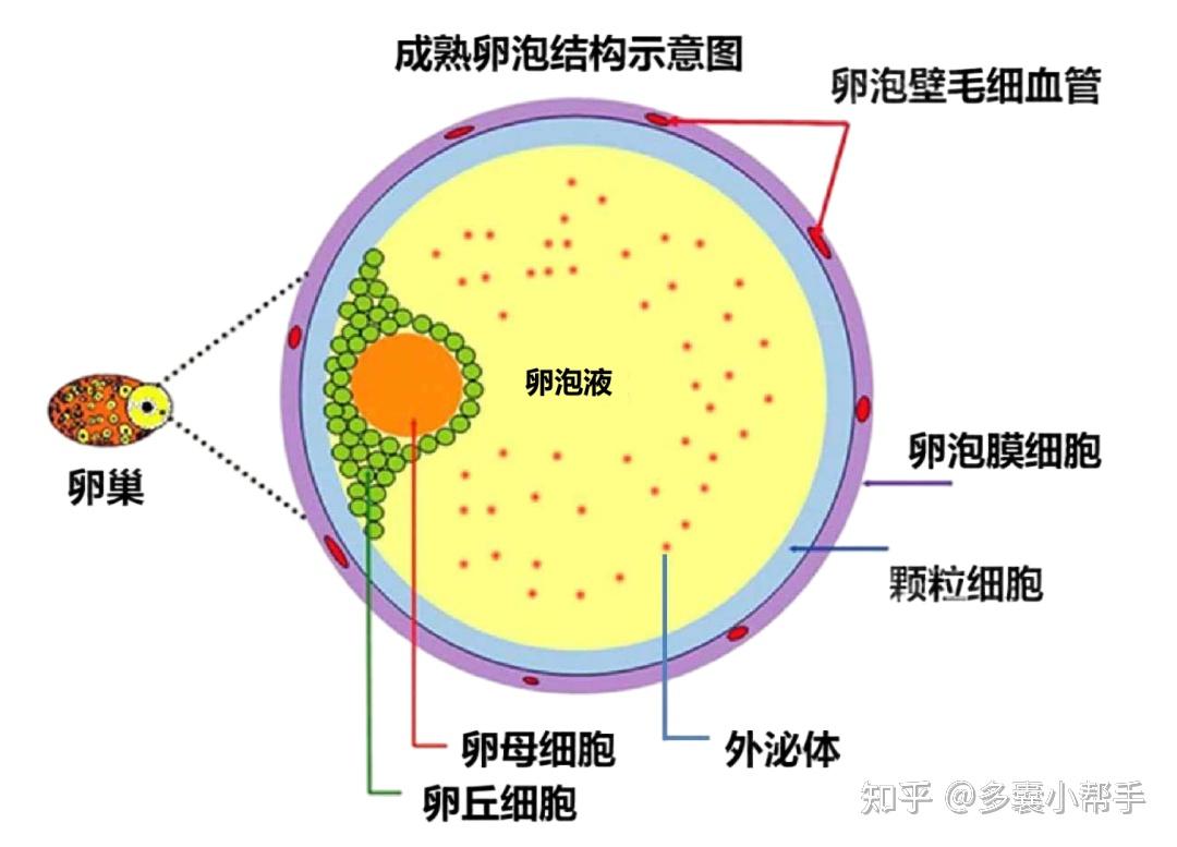 多囊向好,“成熟卵泡”长啥样?~ - 知乎