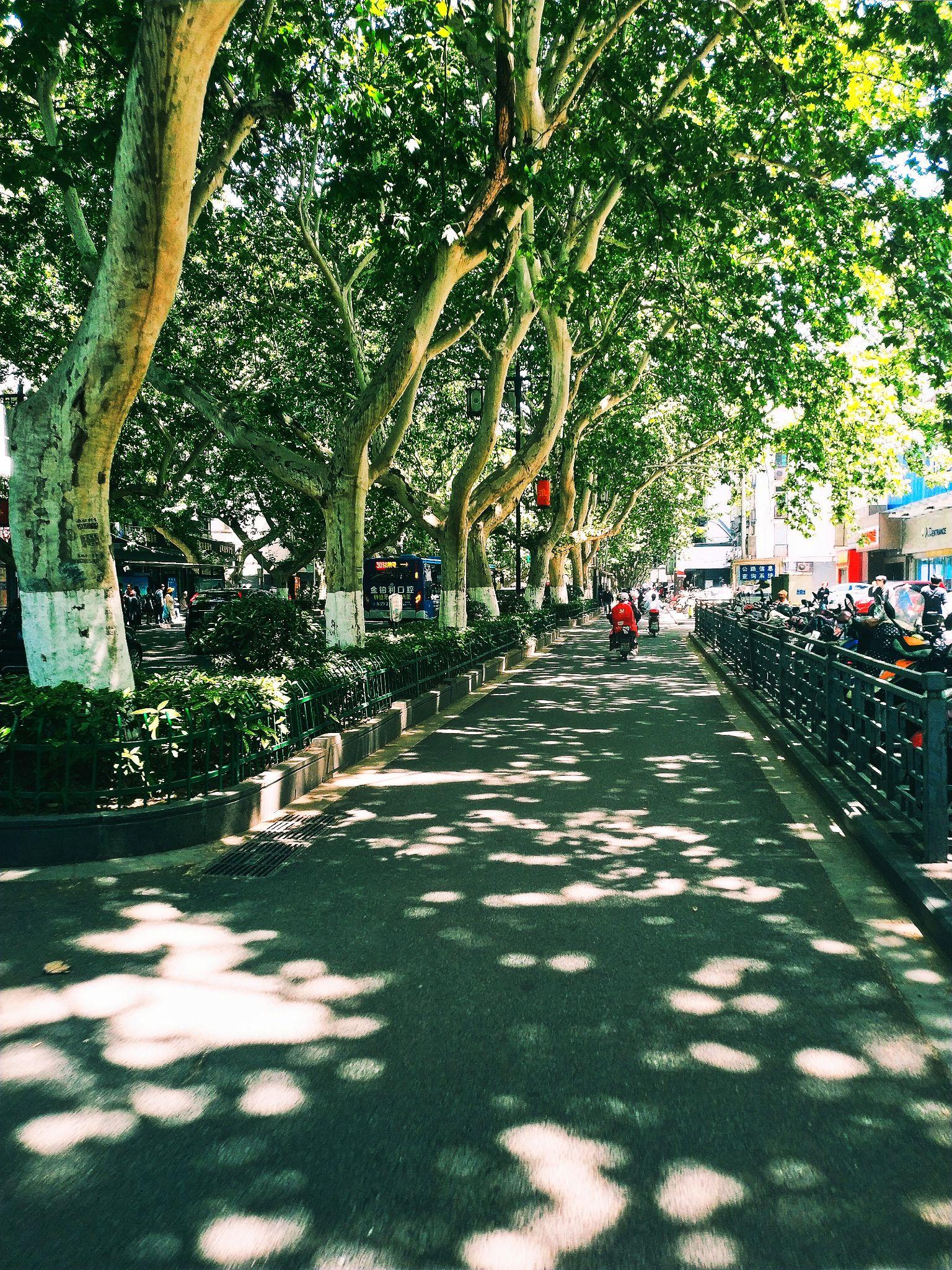 有关南京的夏天你有什么感受