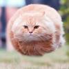 一坨飞奔的猫