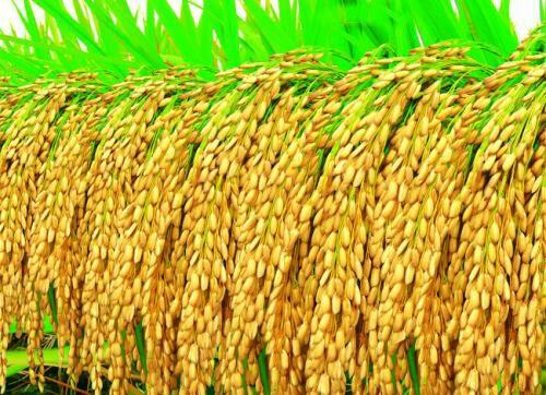 一个农民生产一斤大米,大米在一天内消耗(消失