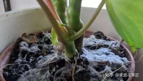 养花土壤中 有一层白色东西 其实是出现问题了 快学会破解方法 知乎