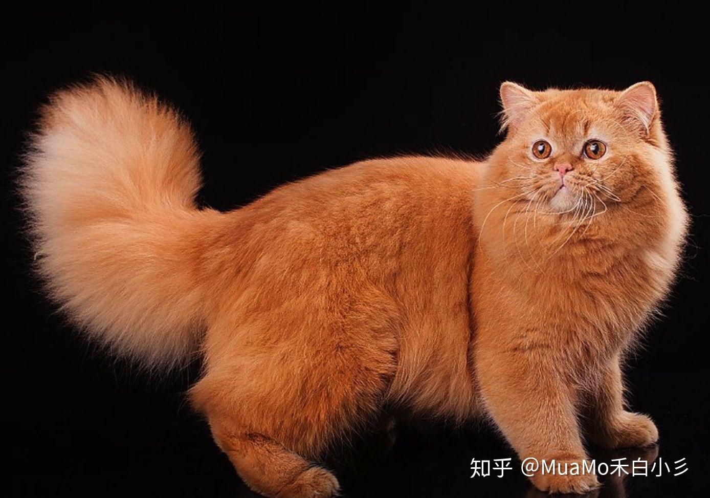 高地猫和英长猫到底有什么差别