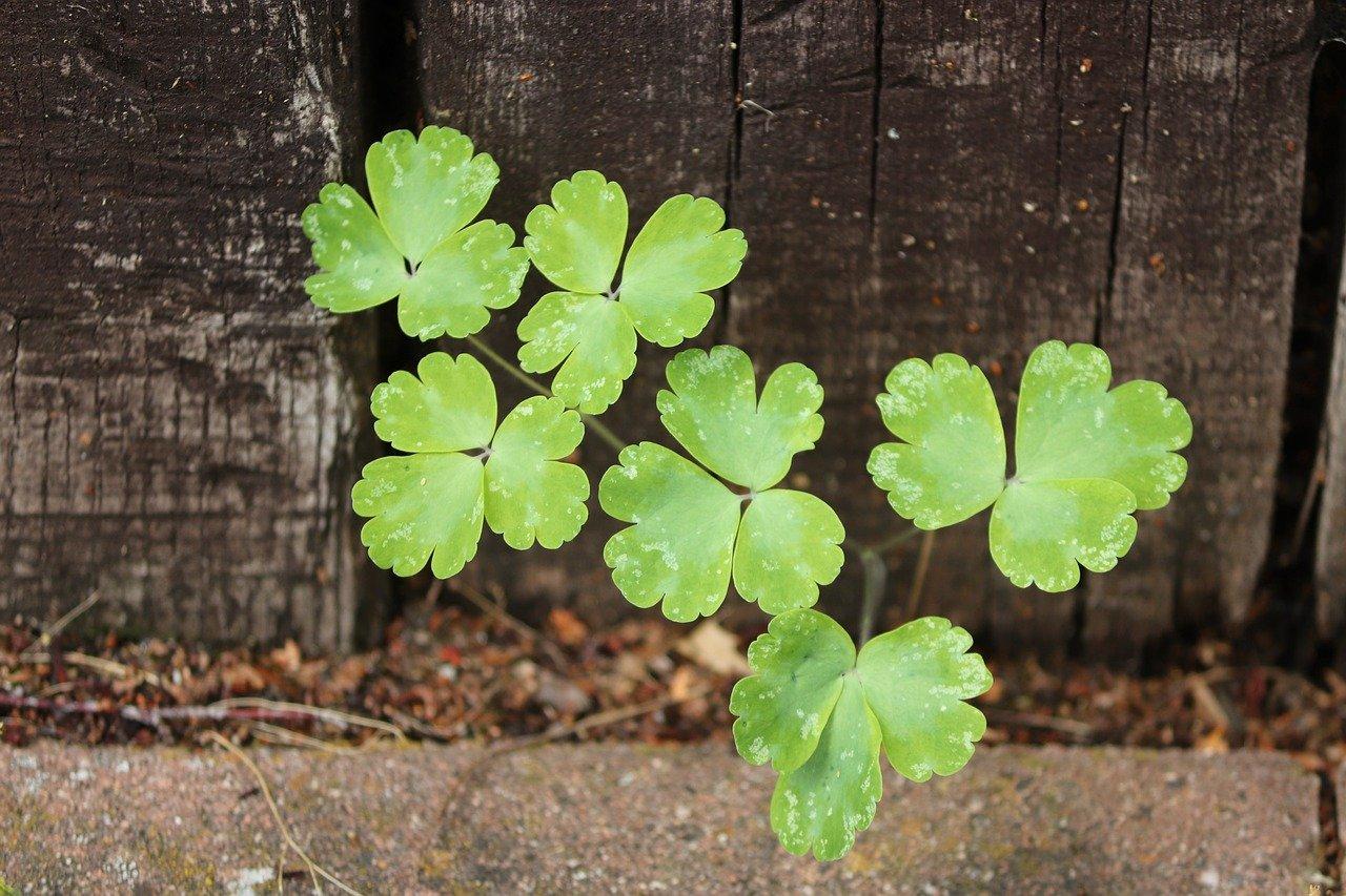 露天香瓜如何施肥