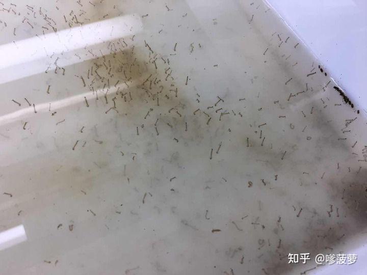请问这个水里的小虫子是什么