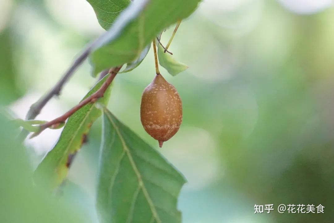 “花赛茉莉、果似秤锤” -- 秤锤树 - 知乎