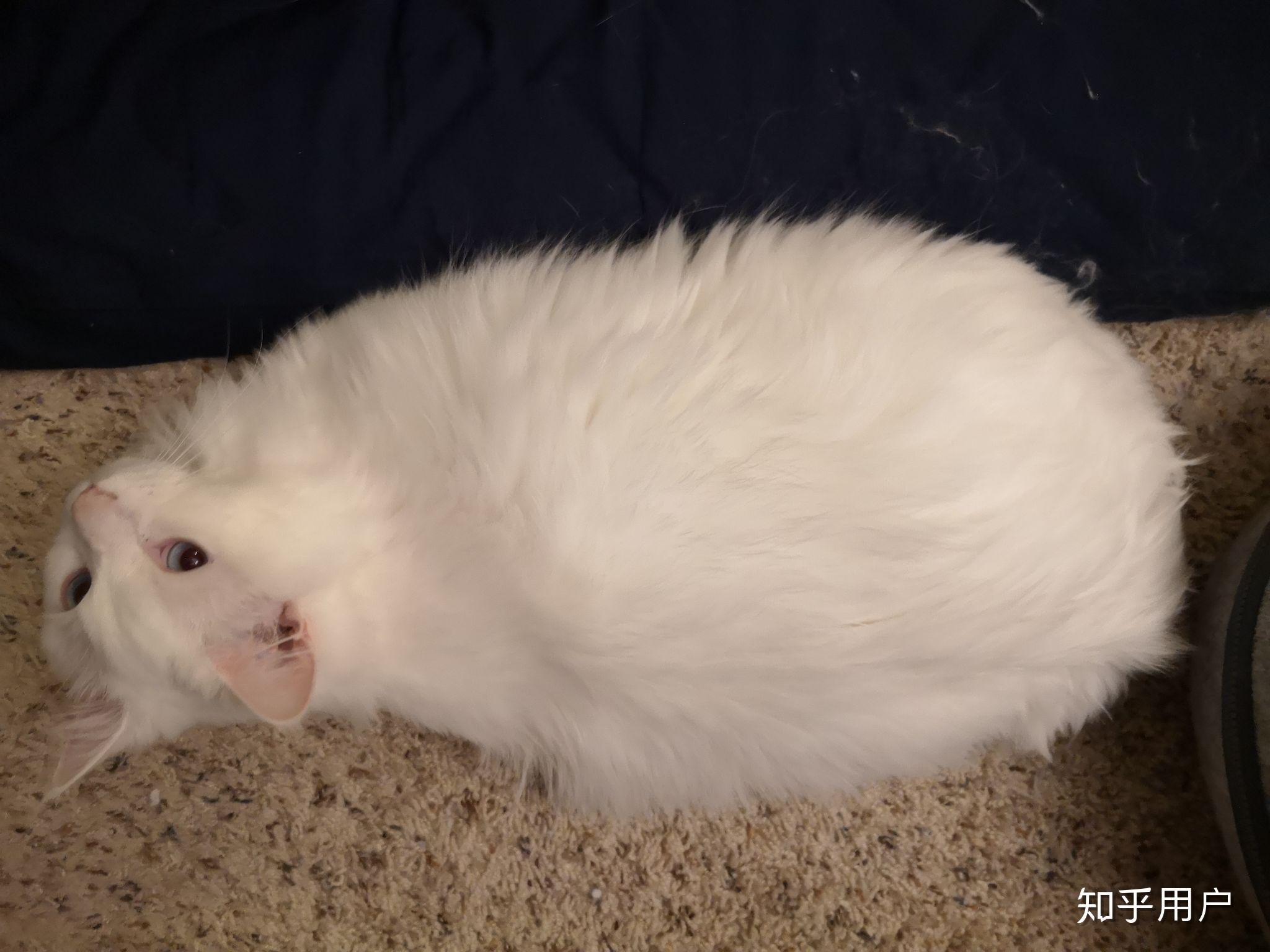 有没有纯白色的布偶猫?