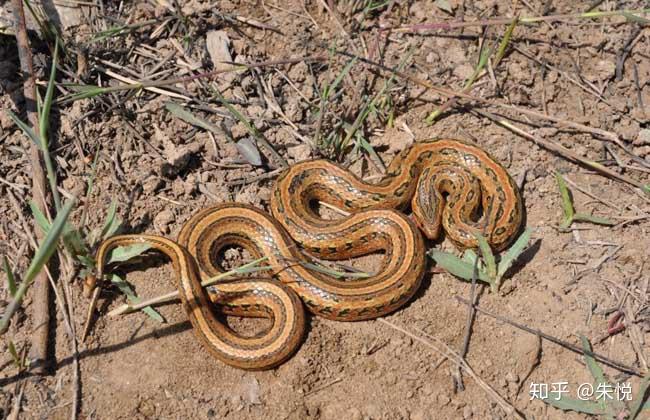 棕褐色有花纹嘴上有个红点是什么蛇