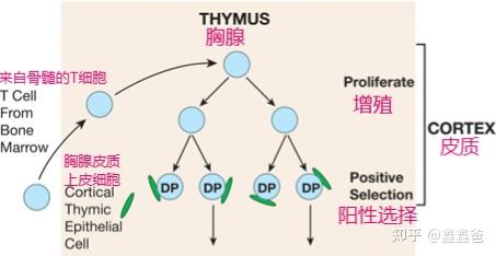 免疫系统是如何工作的——第九讲 自身耐受和MHC限制 - 知乎