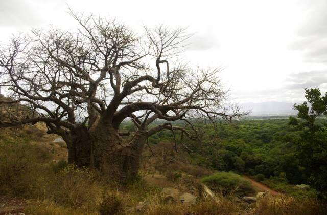 涨姿势你知道有一棵树活了8000岁吗