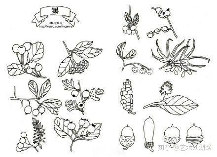 干货分享|植物简笔画 - 知乎