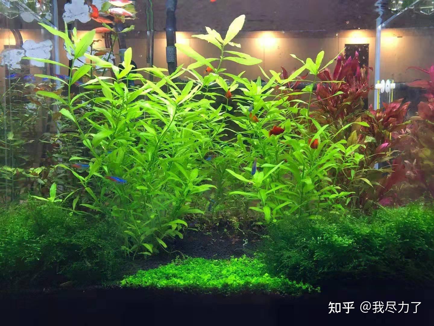 好看的鱼缸造景图片 v2-e8e9261c9701f6b78e86b144f98d9cc4_r.jpg