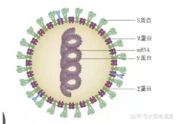 灭活疫苗与腺病毒载体疫苗的区别基因工程疫苗