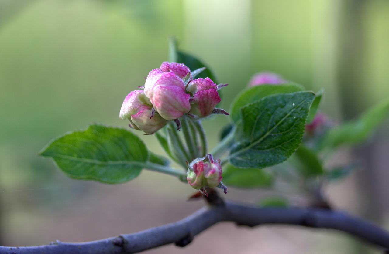 牡丹什么季节种植