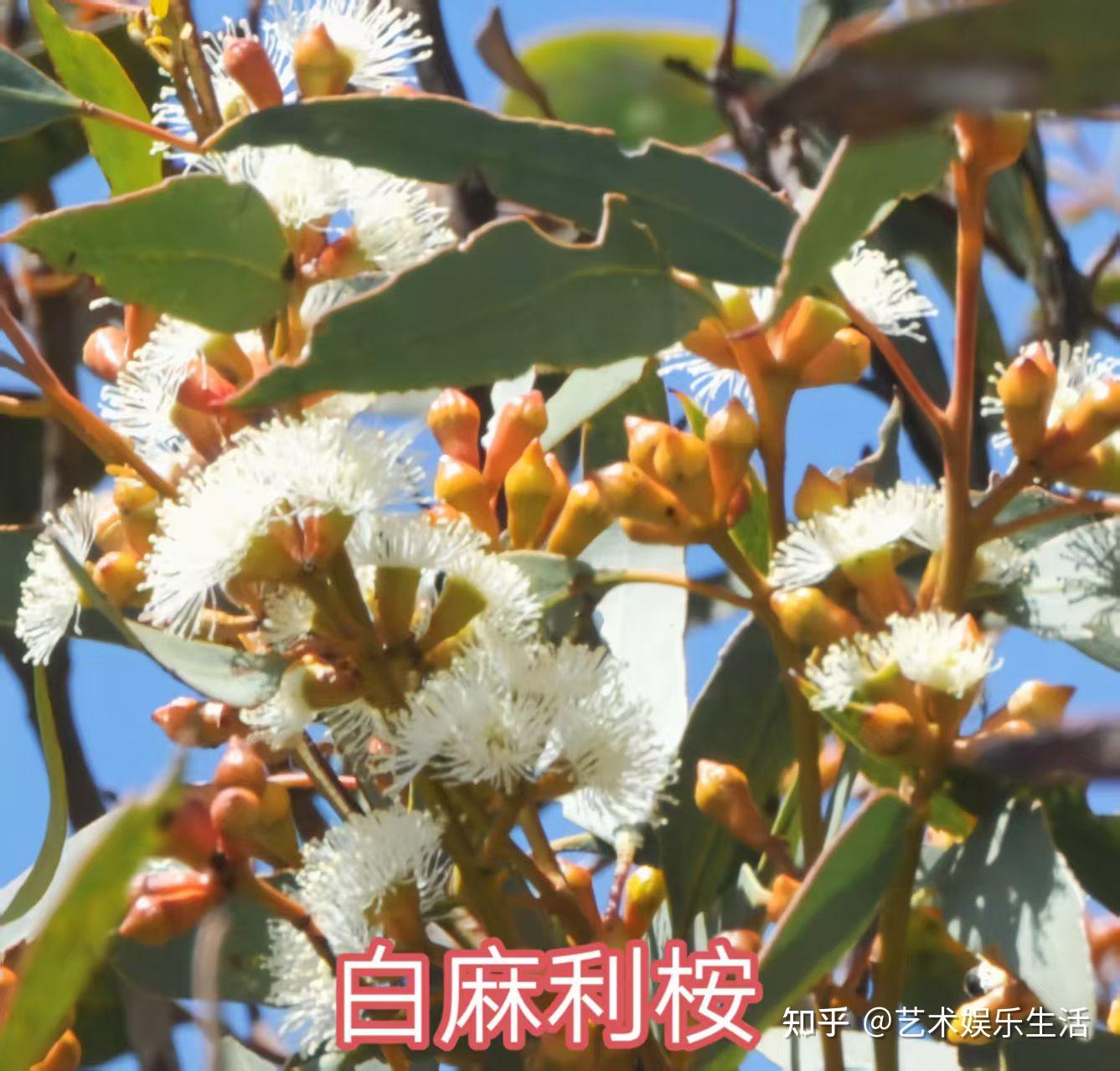 桉树的种类有哪些 - 知乎