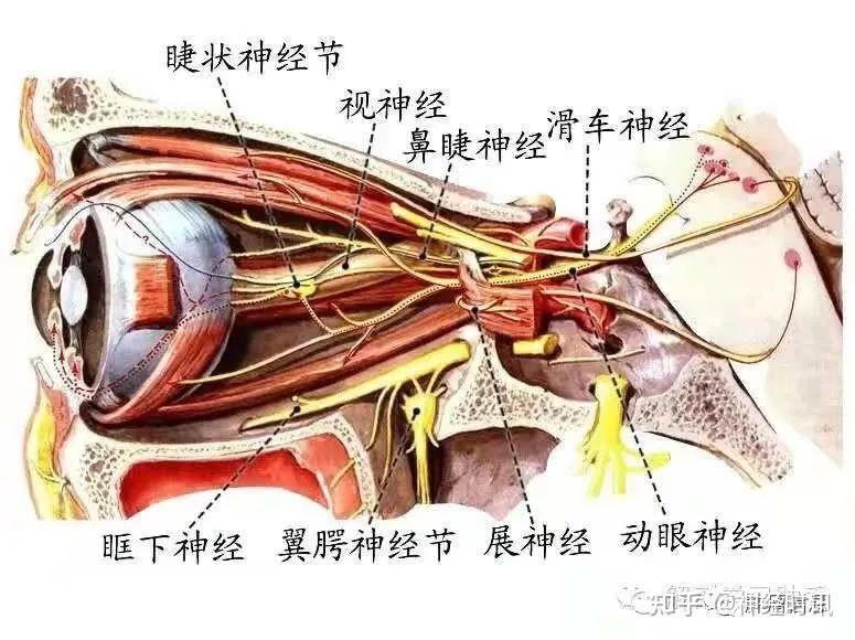 十二对颅神经解剖及损伤后表现 - 知乎