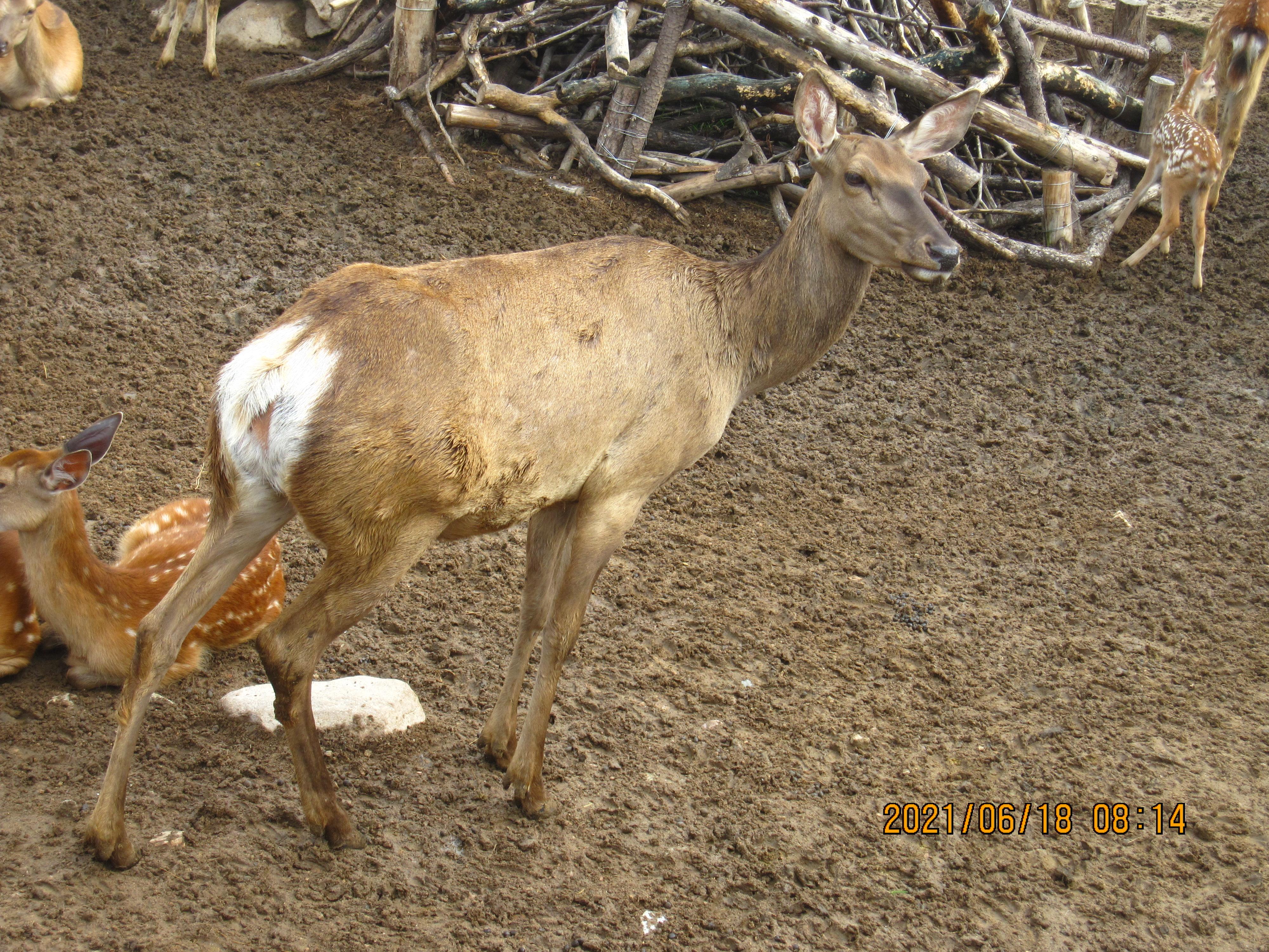 黄荷>黄迪翠>祝晨晨>曾露露>李俏俏|估计魏渊垫底儿4000_3000