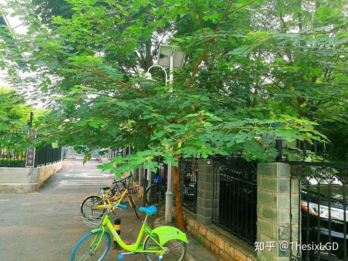 构树,自远古存在的”妖树“【植物】 - 知乎