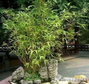 竹与景观结合的设计手法 - 知乎
