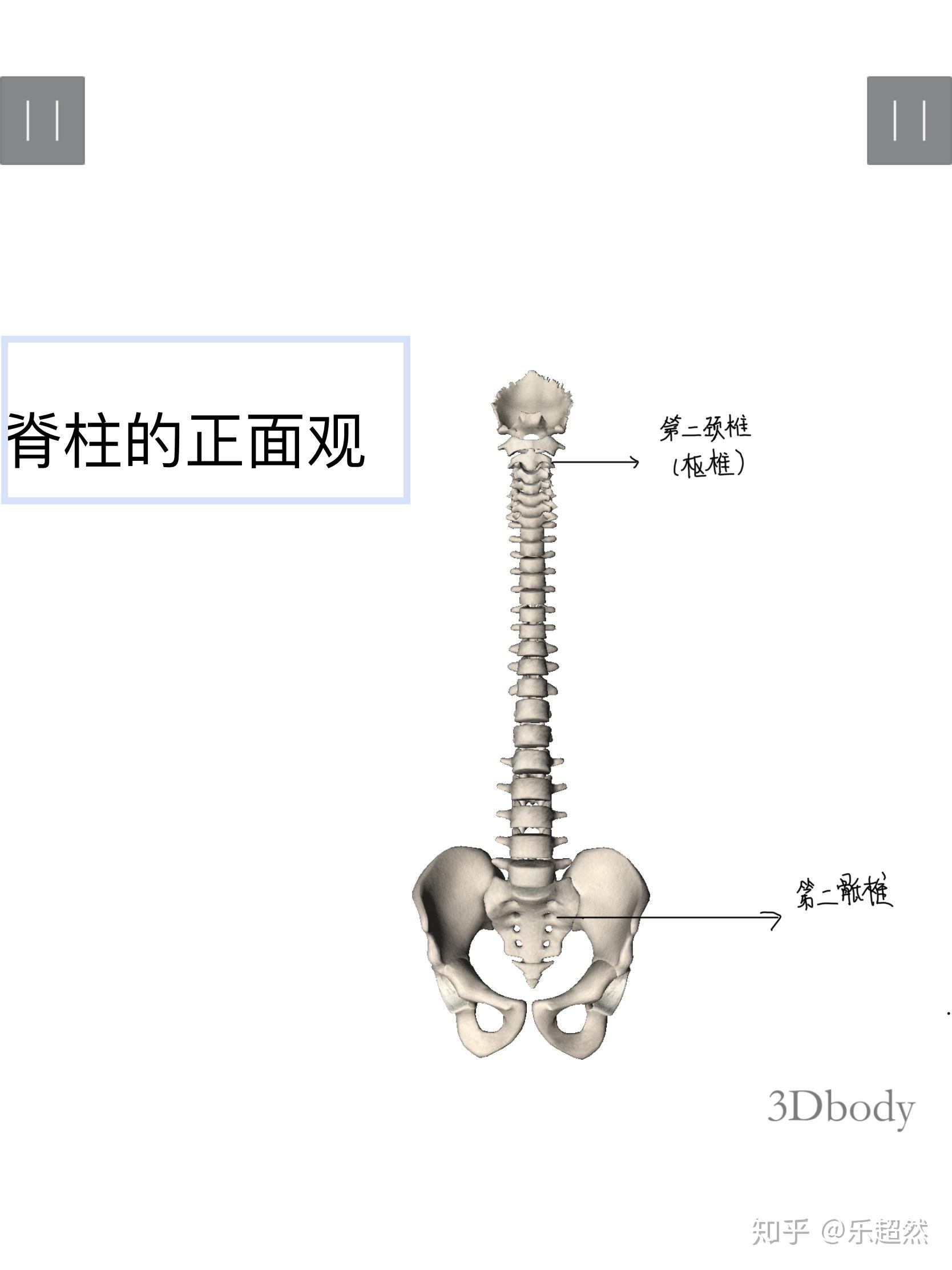 胸骨前面观图片