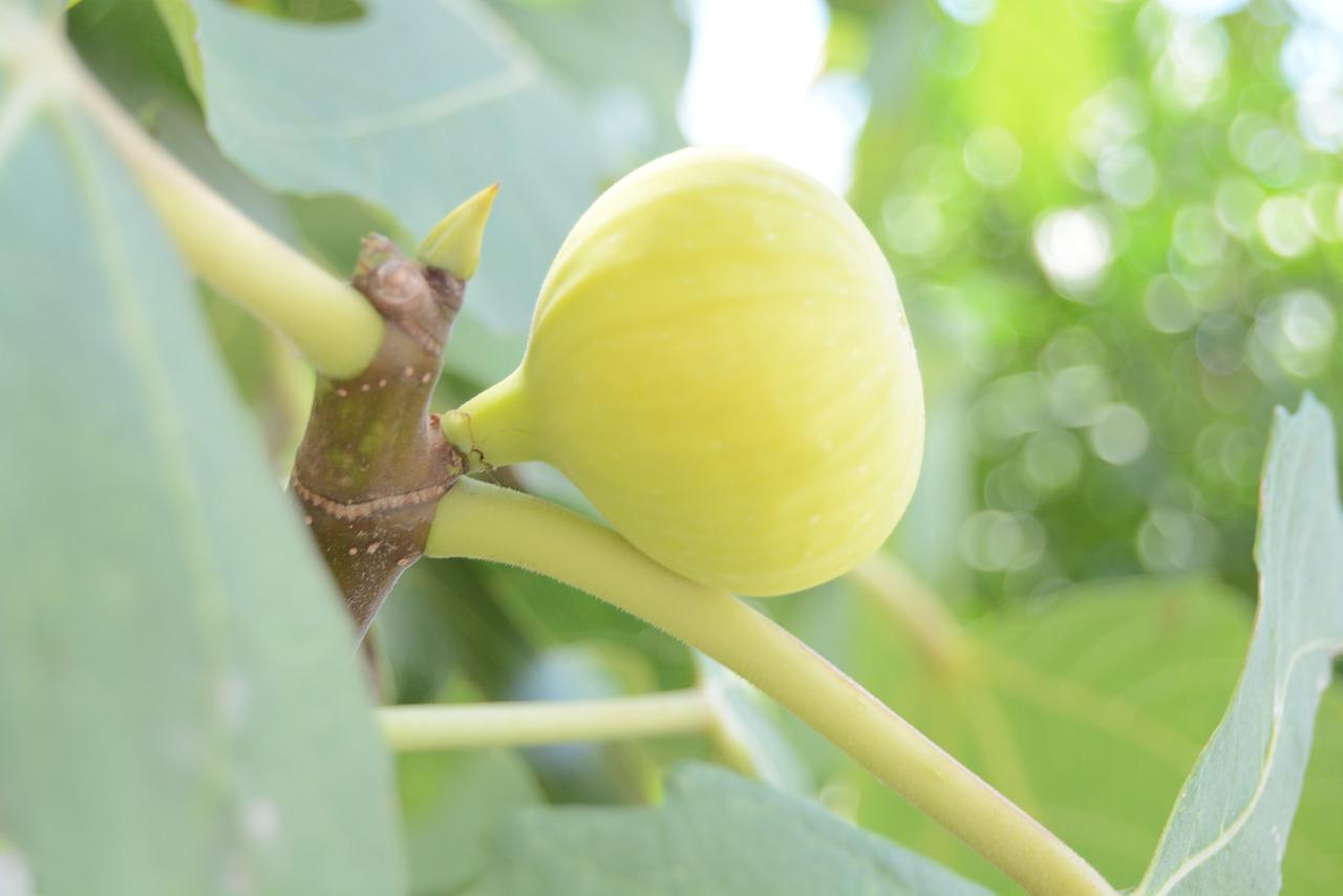 4. 无花果果酱自制