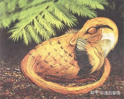 第九章 带羽毛的恐龙