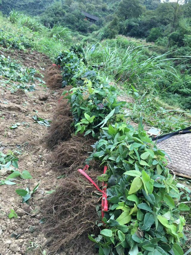 1.种植八月瓜(八月炸)选择什么品种的苗比较好?