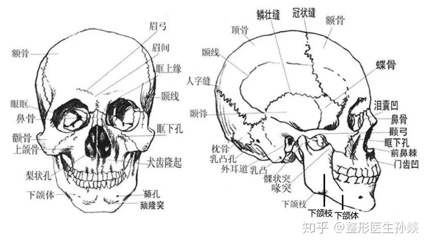 美学里的骨相一般指头骨,脸骨,包括但不限于:颅骨(延伸到颅顶高度)