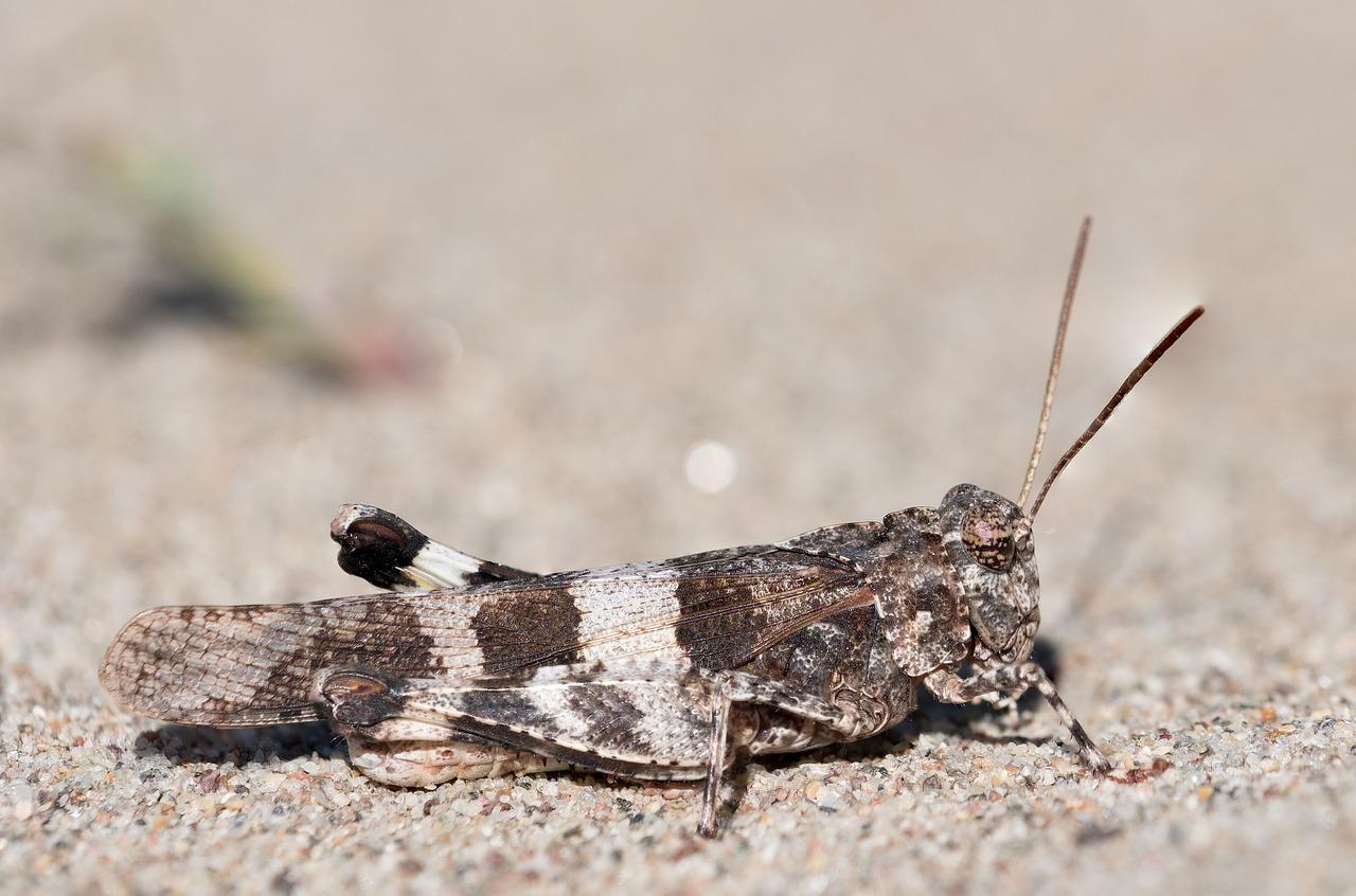 2. 棉絮虫防治方法
