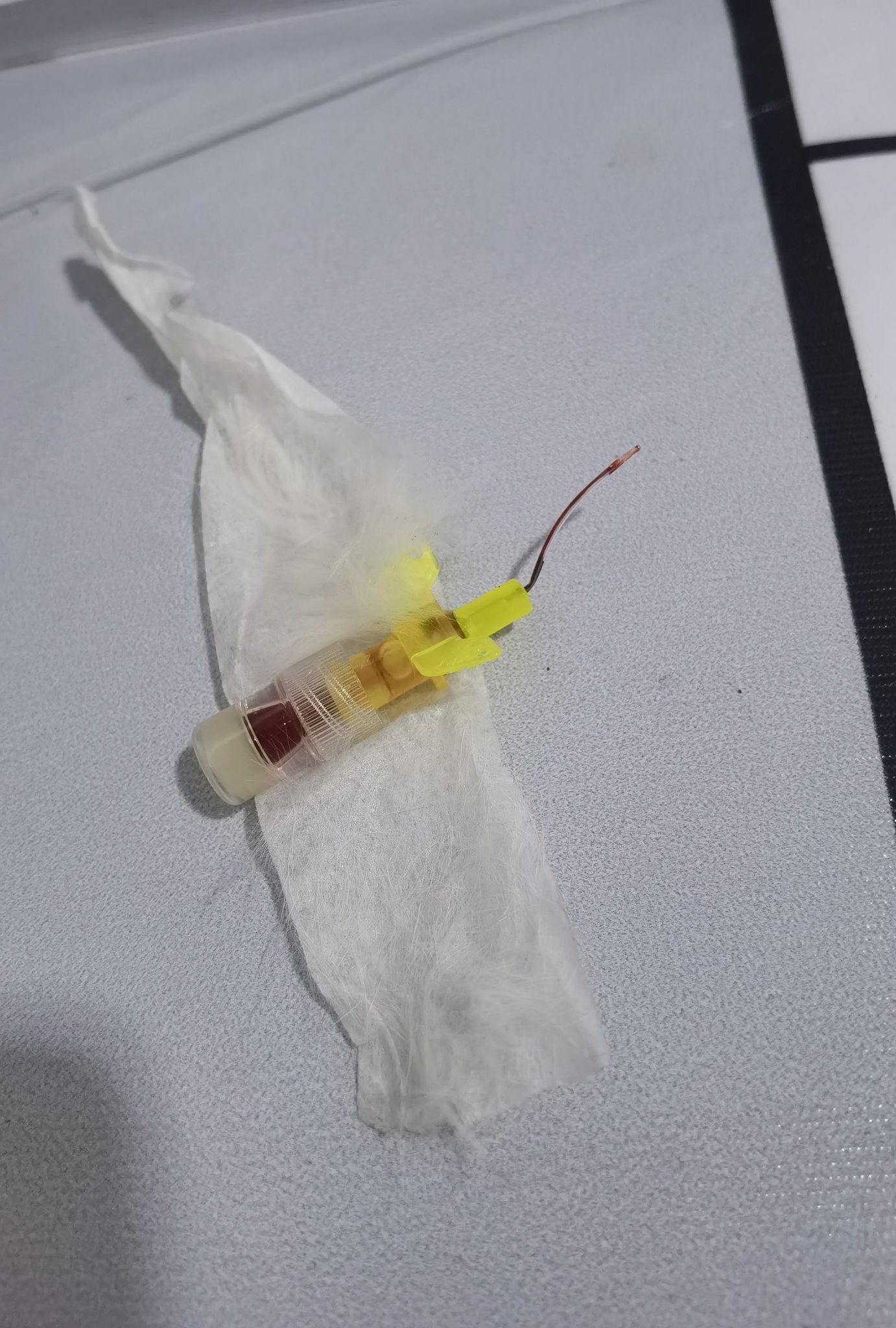 母猫绝育1104块钱贵吗? - 知乎