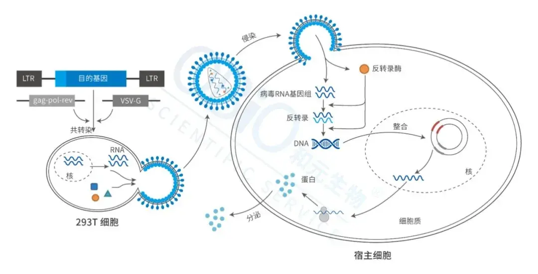 慢病毒载体具有宿主范围广,基因容量大等特点.