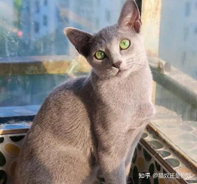 top 5:俄罗斯蓝猫