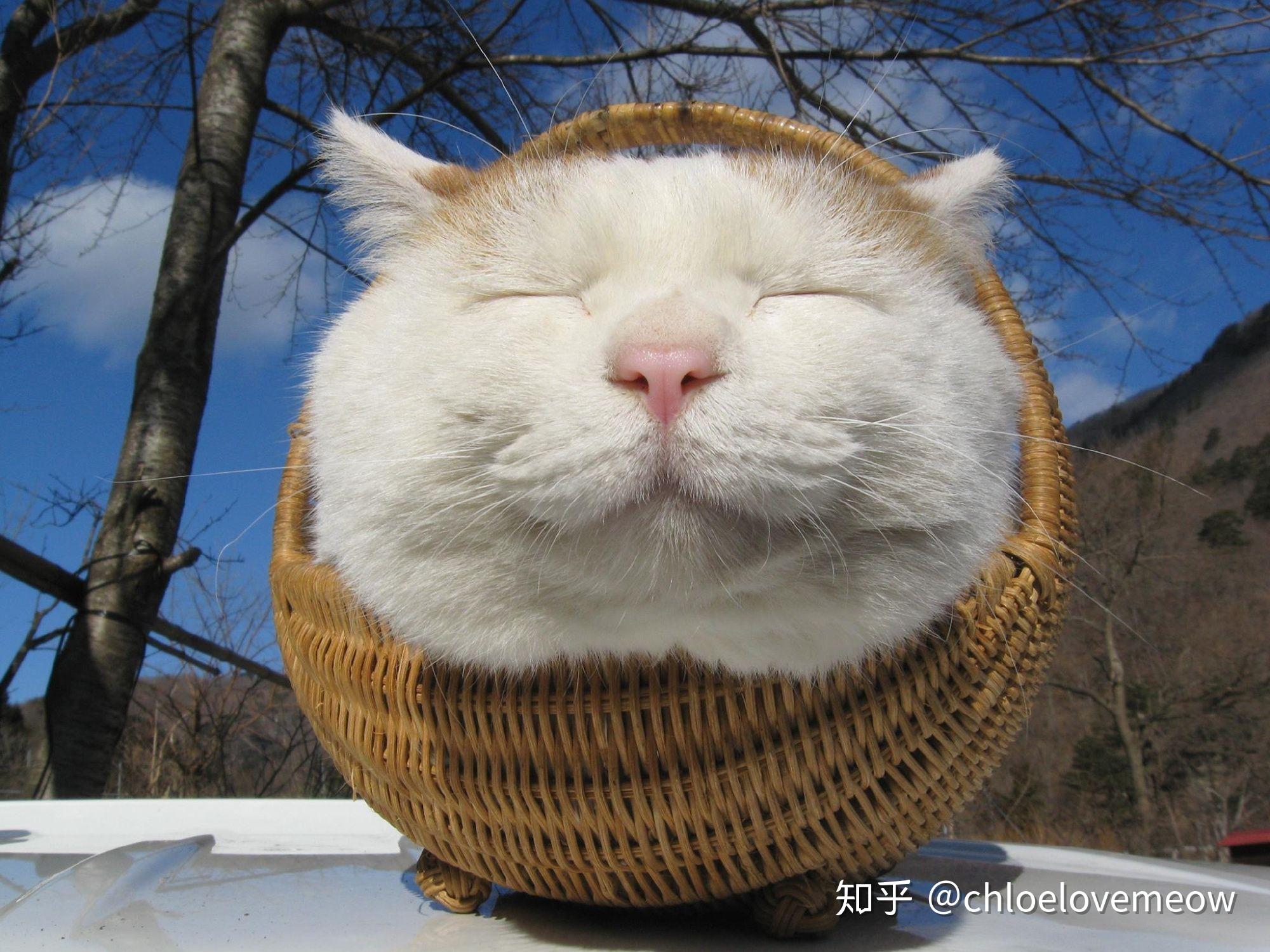 日本网红猫咪猫叔去世,你有什么想对猫叔说的?