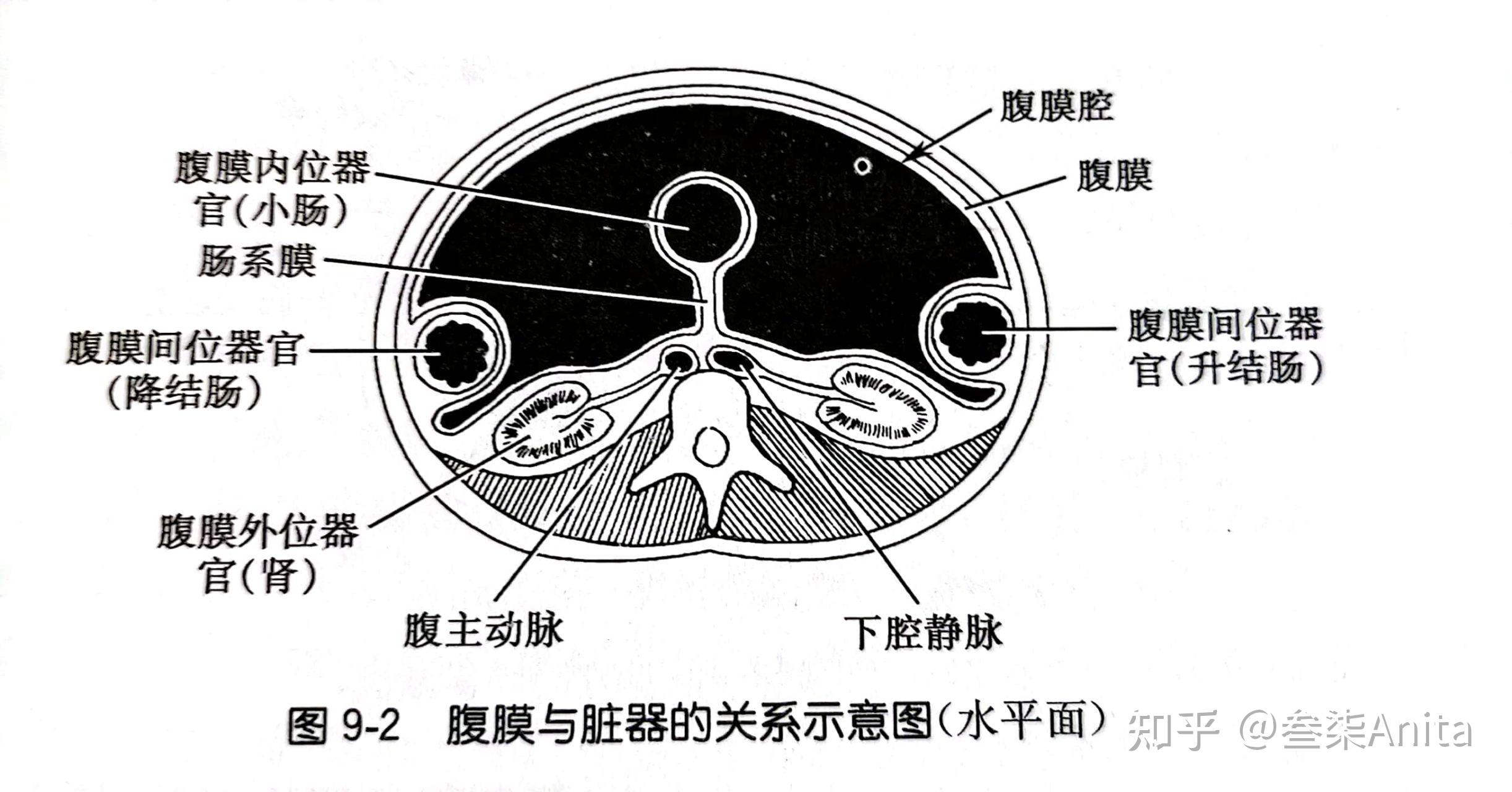 腹膜折返返位置图图片