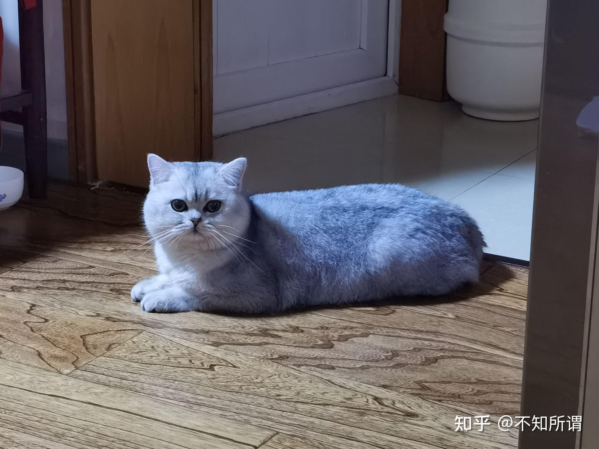 蓝猫和银渐层能配出什么样的小猫