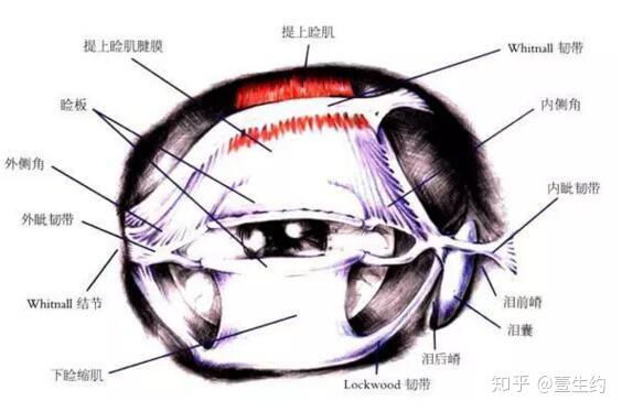 让疤痕有基础生长,未离断彻底的韧带,即内眦韧带自身在修复的过程中会