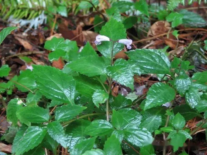 【植物界全系列】唇形科—罗勒亚科(上):鞘蕊花