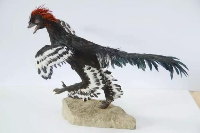 徐星鸟类的恐龙起源假说公众科学日特献