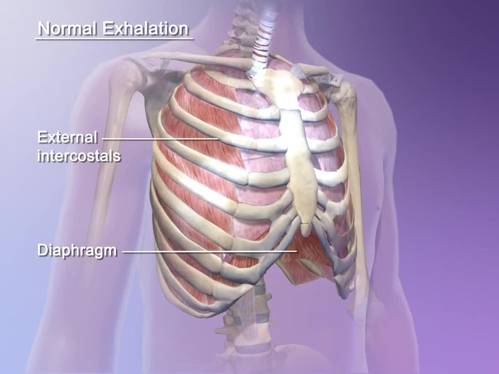 什么是呼吸 - 知乎