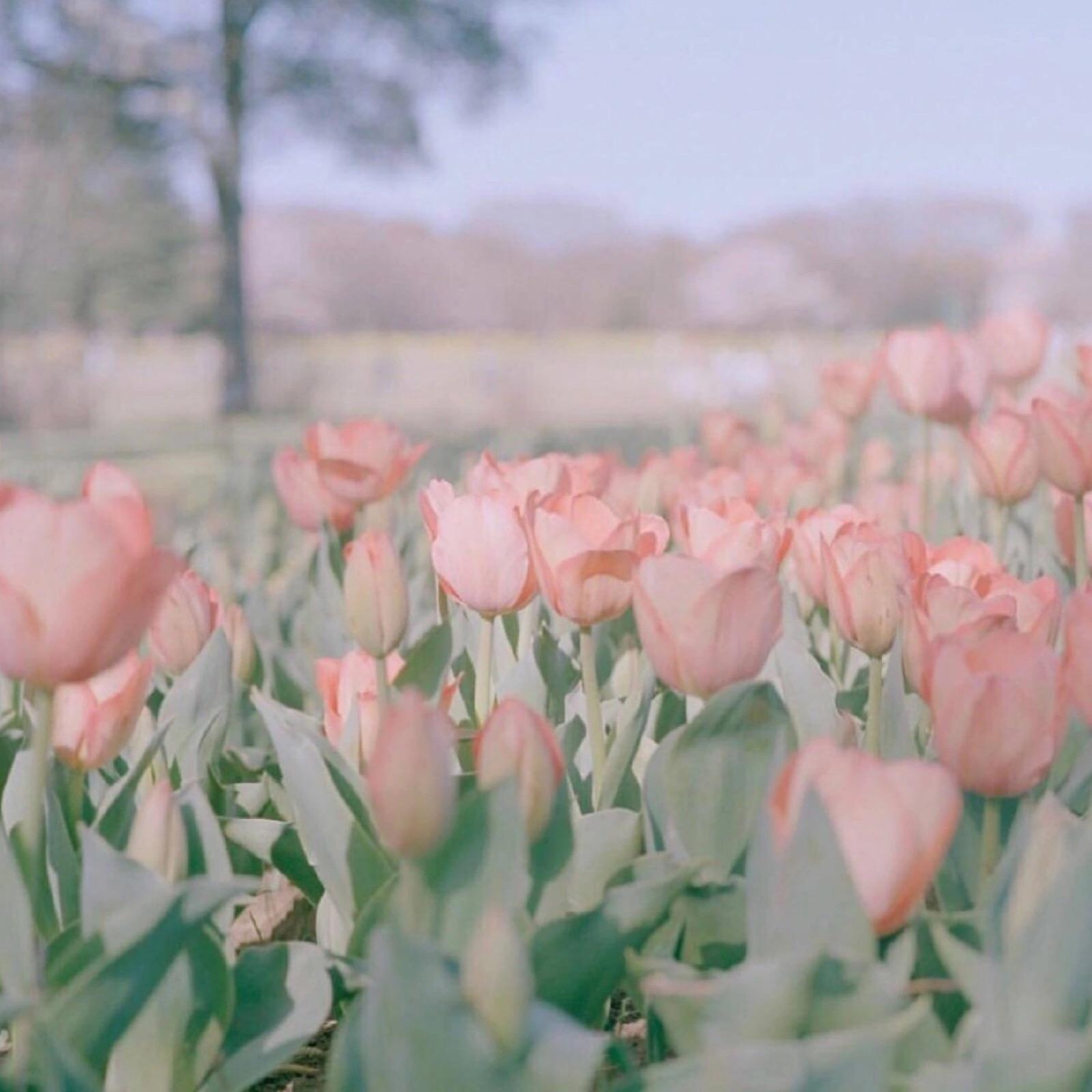 80张朋友圈背景图,美到窒息!