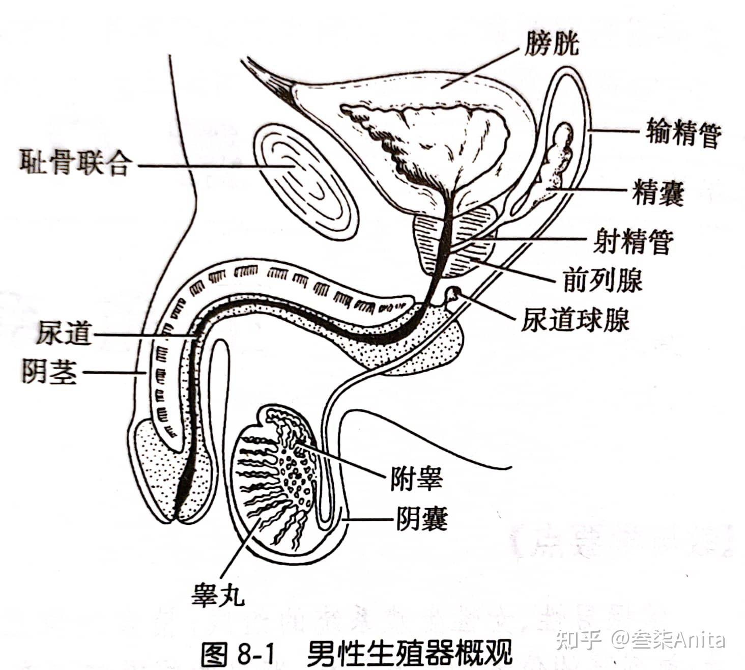 输精管四个部分图片