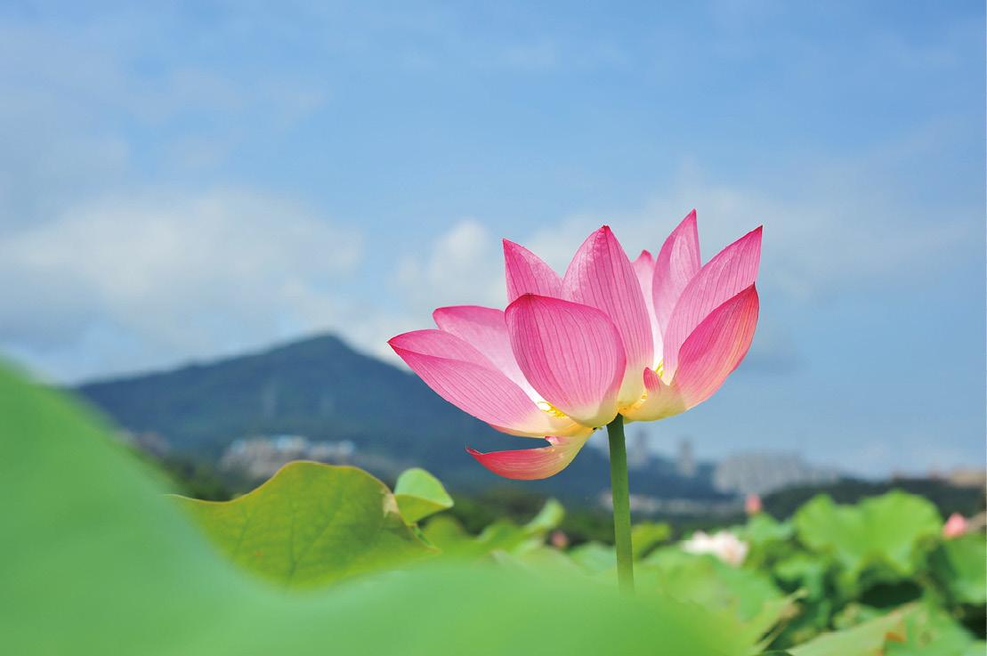 如果通过构图手法,使中景的前面有遮挡的前景,后有